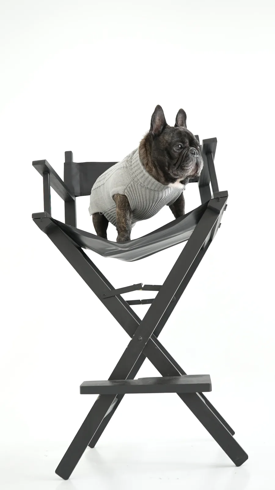 Perro con sweater en silla