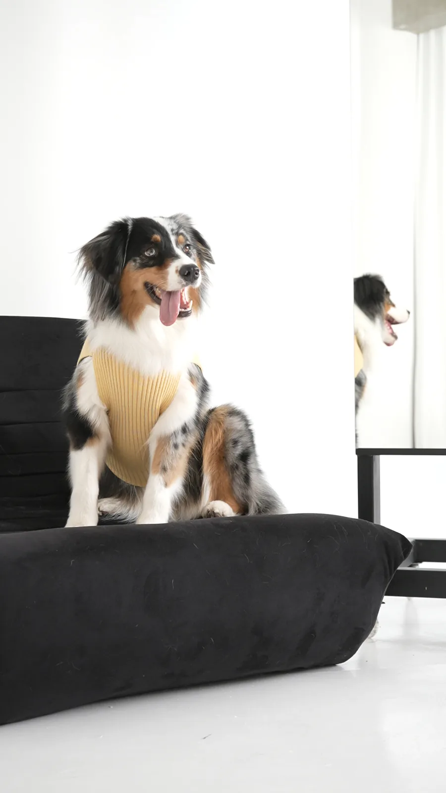 Perro con sweater amarillo