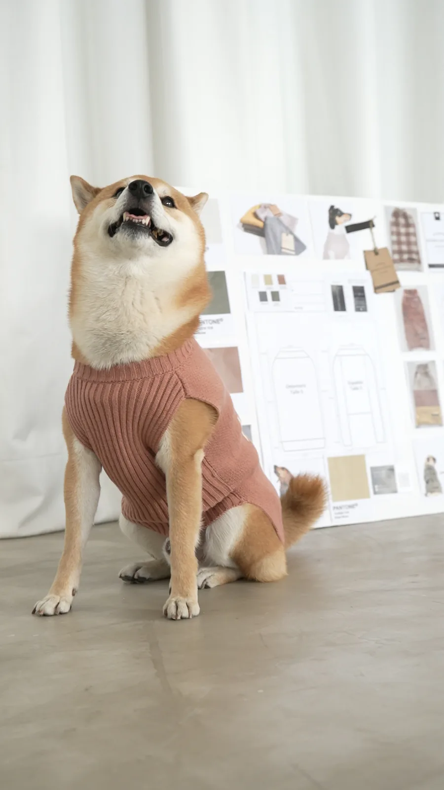 Shiba con sweater rosa