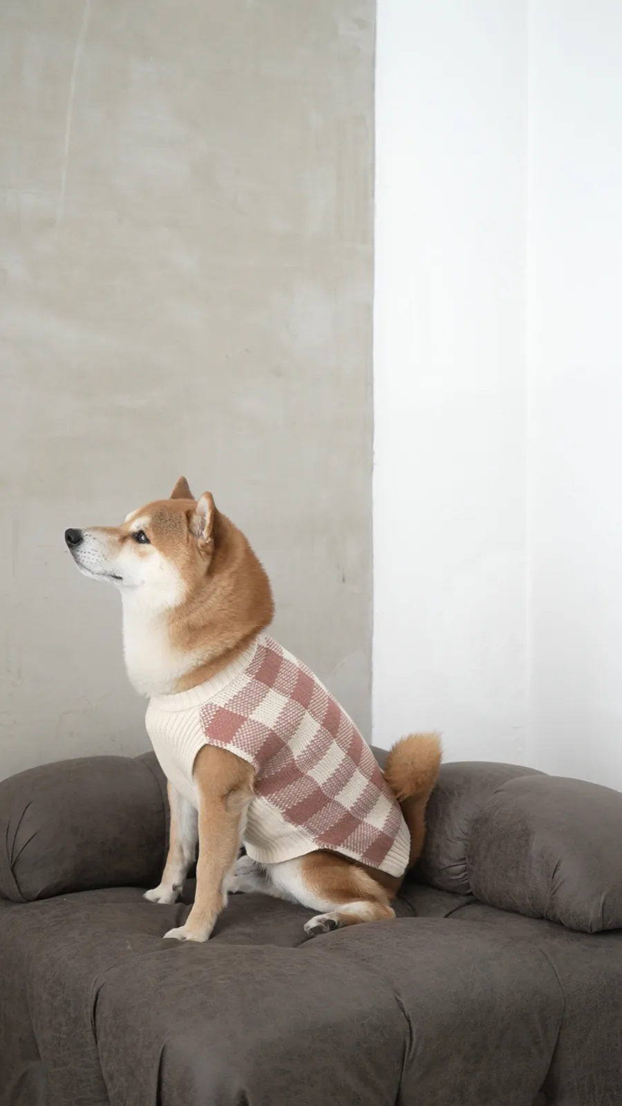 Shiba con chaleco tejido